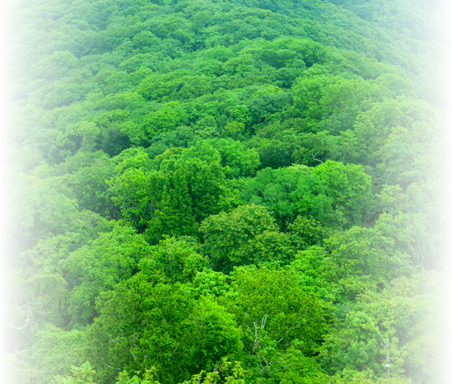 「国産」「安心」「安全」な素材からL・E・Mは生まれます。L・E・Mがお届けするのは、心と体の健康です。