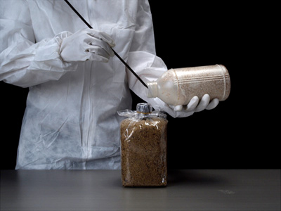 シイタケ種菌</