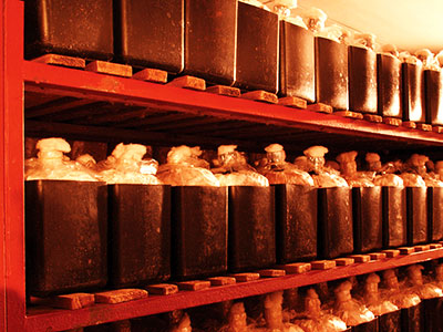 培地の調製　→　シイタケ菌の接種　→　培養