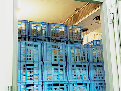 培地の活性化（低温室）